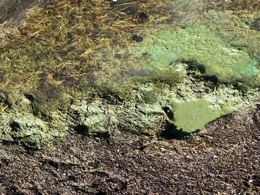 cyanobacteria-monitoring cyanobacteria bloom